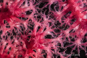 Paramuricea clavata, Micro Nikkor 105 mm vr & Subsee +10 by Marco Gargiulo 